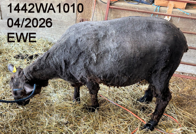 1442WA1010A.JPG