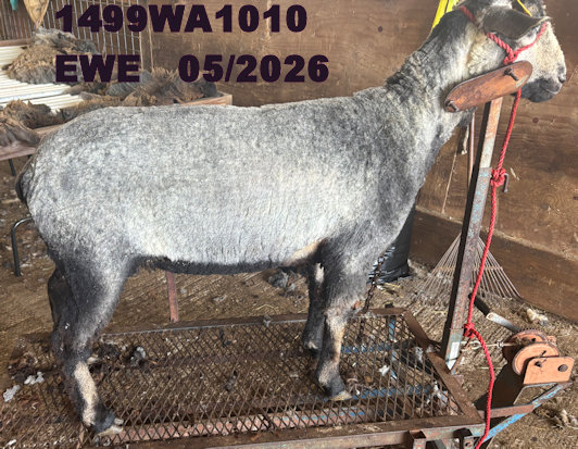 1499WA1010_K.jpg