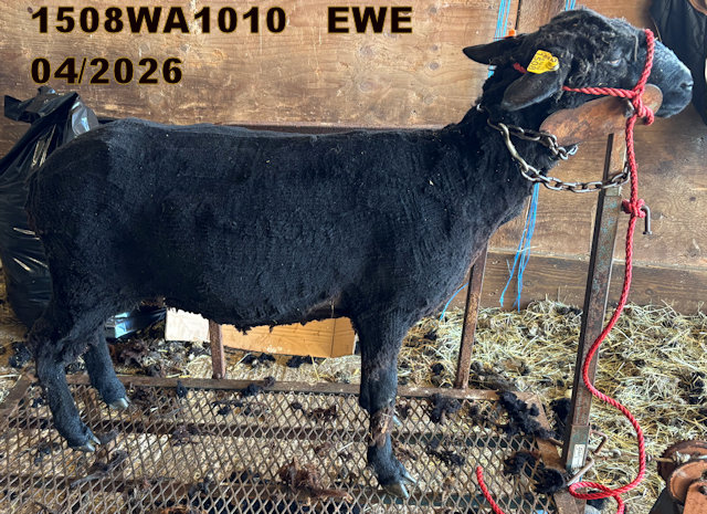 1513WA1010G.JPG